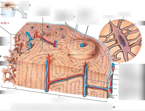 Chapter 6: The Skeletal System; Bone Tissue Diagram | Quizlet