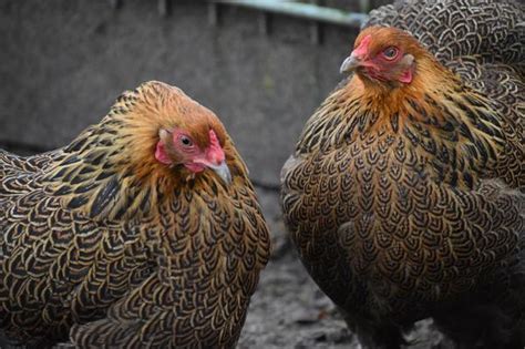 How Cold Is Too Cold For Chickens Please Be Careful