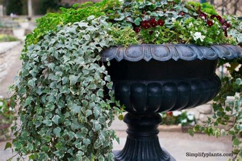 English Ivy Winter Care: Light, Watering, Fertilizing & More » Simplify ...