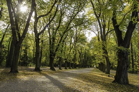 Trees Avenue Tree Lined Forest Free Photo On Pixabay Pixabay