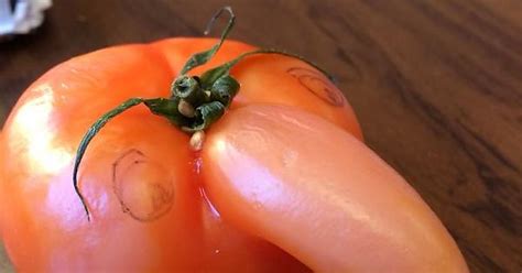 Mutant Tomato Imgur