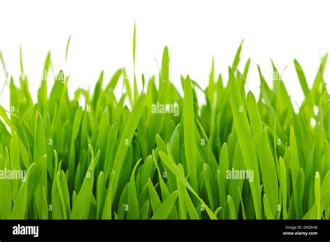 Grass Blade Close Up