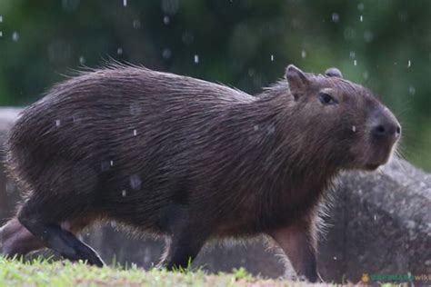 Capybara Size: How Much Do Capybaras Weigh?