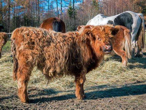 Archívy dobytok Fotky Zadarmo