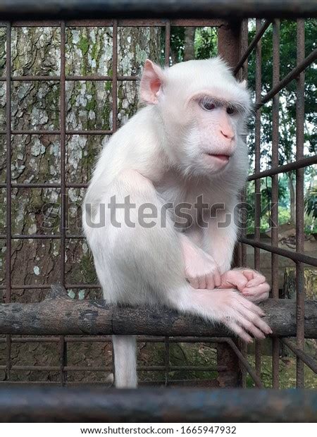 1 433 Albino Monkey Bilder Arkivfotografier Og Vektorer Shutterstock