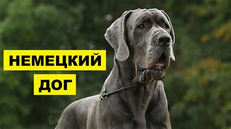 Собака Немецкий дог плюсы и минусы породы | Собаководство | Порода ...