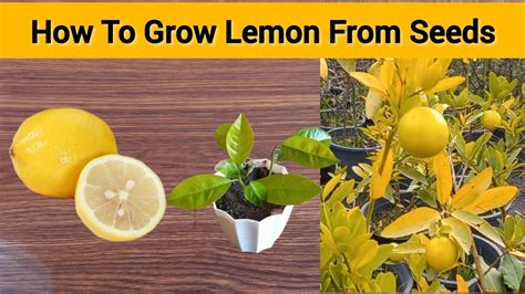 How To Grow Lemon From Seeds How To Grow Lemon Tree From Seeds At