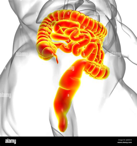 Intestin Grêle Et Gros Intestin 3d Illustration Système Digestif Humain