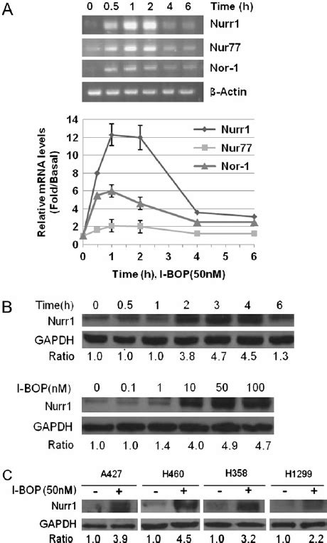 I Bop Induced Nurr1 Expression In H157 And Other Lung Cancer Cells A