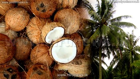 Auction Fetches Rs Average Price For Coconut Hiru News Srilanka