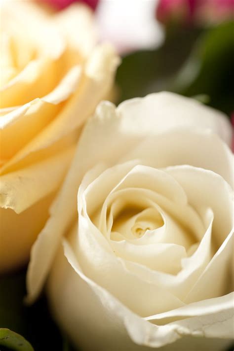 Roses Blanche Et Jaune P Le Bouquet Sentiment Interflora France