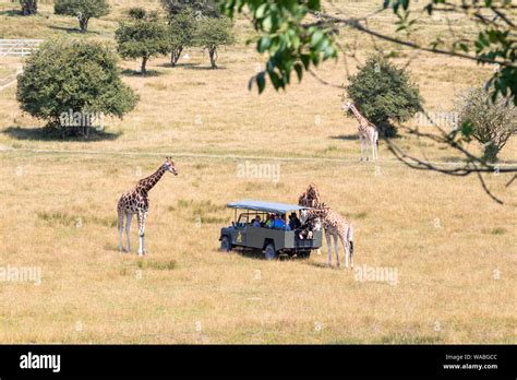 Port lympne zoo, giraffe and jeep safari, lympne, kent, uk Stock Photo ...