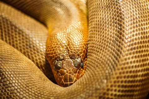 Golden Snake Photography By Klaus Vartzbed Artmajeur