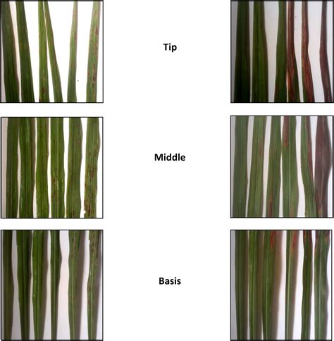 Effect Of Doses Fertilizer And Harvest Interval On The Intensity Of Leaf Spot Diseases