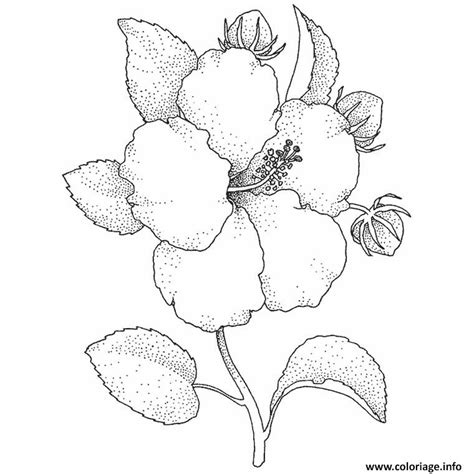 Coloriage Fleur Hibiscus Dessin Fleurs Imprimer