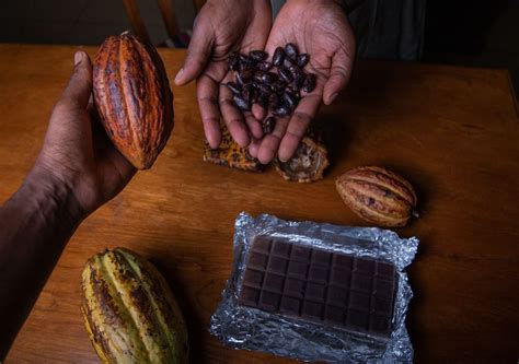 Chocolate Supply Is Being Threatened By A Rapidly Spreading Virus