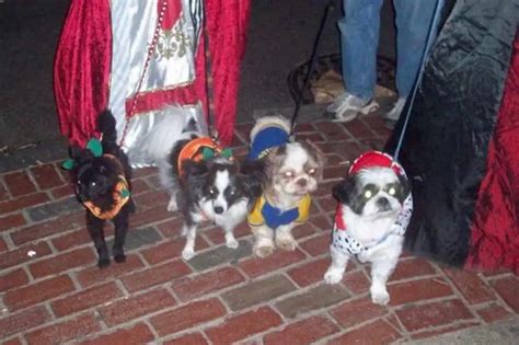 30+ Perfect Halloween Costumes for Small Dogs