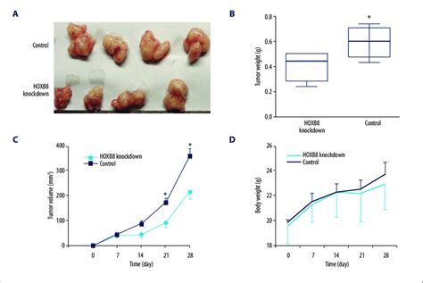 Hoxb8 Knockdown Suppressed Tumor Growth In A Xenograft Model Balbc Download Scientific