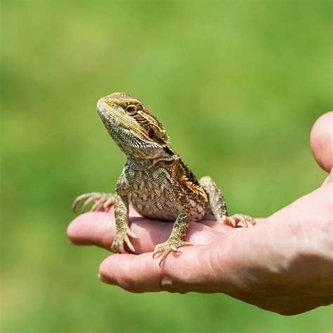 Bearded Dragon 101: Beardie Basics