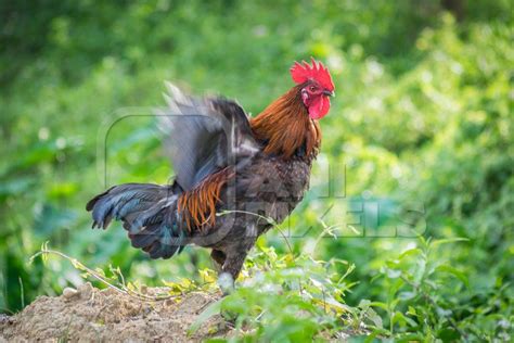 Cockerel Crowing In A Field With Green Background Anipixels