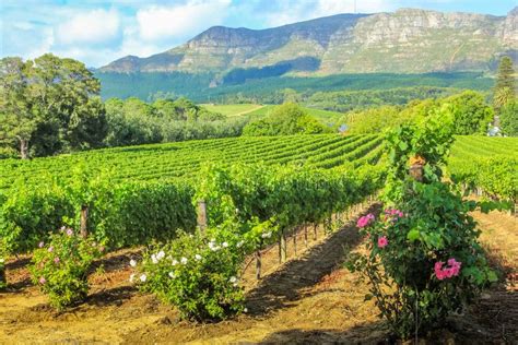 Vineyard of Stellenbosch stock image. Image of leaf, growing - 78484371