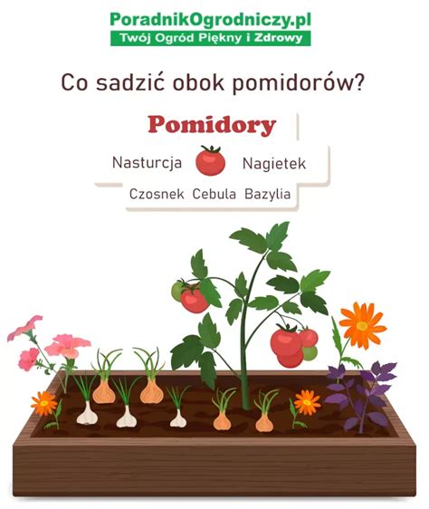 Pomidory Uprawa Amatorska W Ogrodzie E Book Artofit