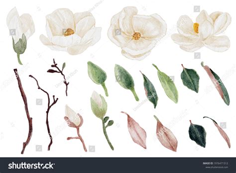 Watercolor White Magnolia Flower Leaf Bouquet Stock Vector Royalty