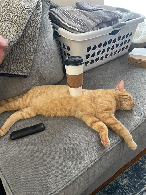 Barista Cat : r/StuffOnCats