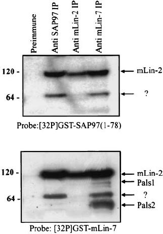 Identi Fi Cation Of Proteins That Bind To The N Terminal Do Main Of