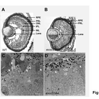 Immunohistochemical Analysis Of Rod And Cone Photoreceptors In