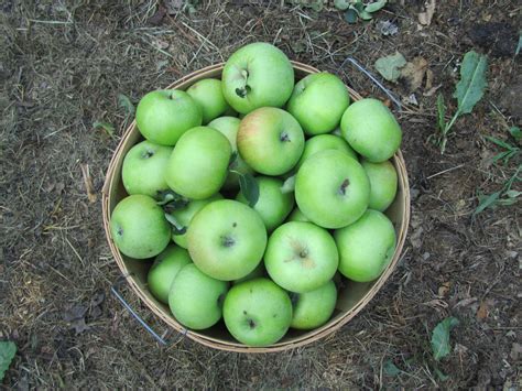 images apple fruit food green harvest produce autumn