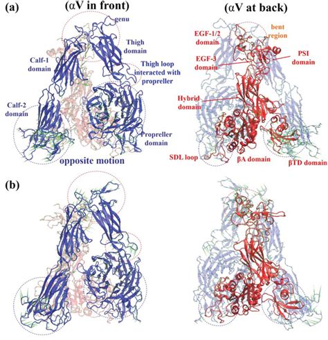 Activation Mechanisms Of V Integrin By Binding To Fibronectin A