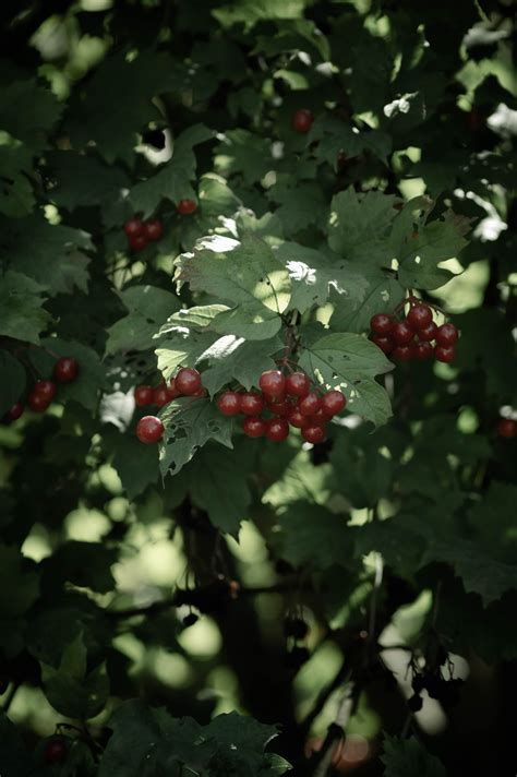 Close Up Photo of Grape Fruit · Free Stock Photo