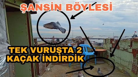 TEK VURUŞTA 2 TANESİ KAÇAK BİRDEN İNDİRDİK YouTube