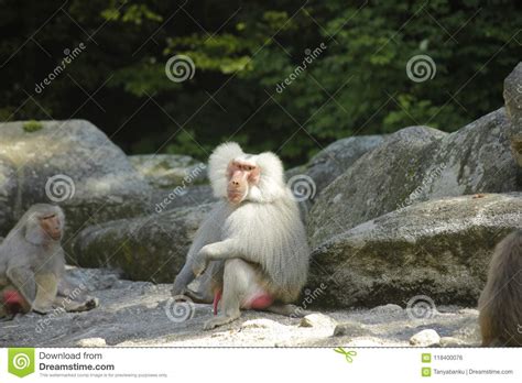 Close Up Photo of Sitting Baboon Stock Photo - Image of emotion, close: 118400076