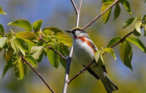 Birding | Audubon New York