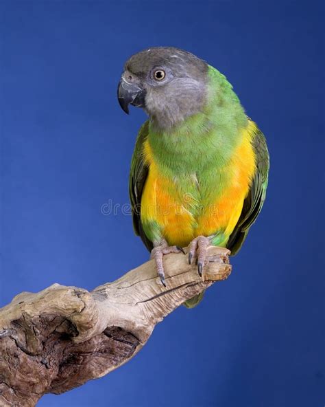 De papegaaien van Eclectus stock afbeelding Image of oceanië 5977385