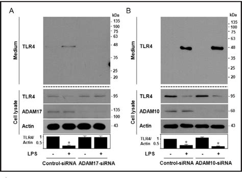 Figure 3 From ADAM17 Mediated Ectodomain Shedding Of Toll Like Receptor