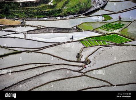 Philippines Banaue Rice Fields Stock Photo Alamy