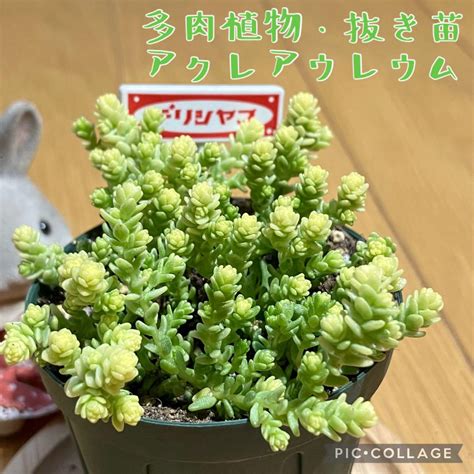 多肉植物 アクレアウレウム 抜き苗 根付き デリシヤス By メルカリ