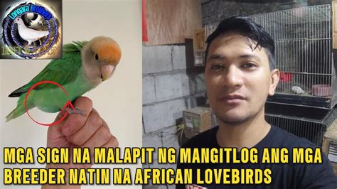 Mga Sign Na Malapit Ng Mangitlog Ang Mga Breeder Natin Na African