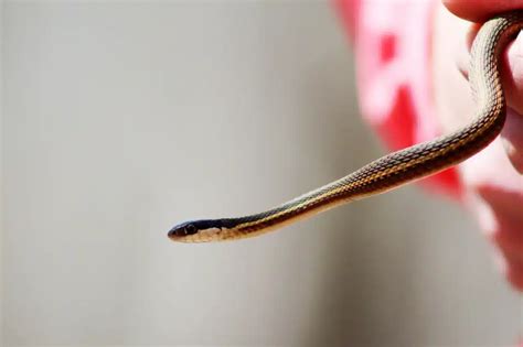 Brown Whip Snake (Dryophiops rubescens) | Thailand Snakes