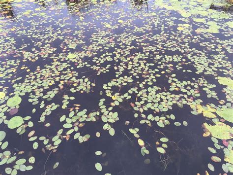 Lilly Pads Fall Pond Free Photo On Pixabay