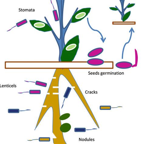 Pdf An Introduction To Endophytes