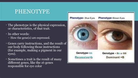 Genetics ppt download 
