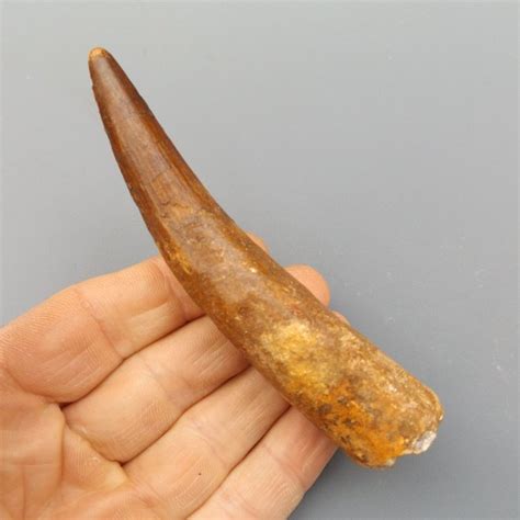 Large Spinosaurid Dinosaur Teeth Spinosaurus Maroccanus Catawiki