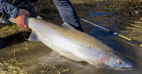 Rainbow Bend Lodges King Salmon Alaska Native Trout