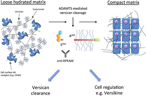 Figure 2 From The Multiple Complex Roles Of Versican And Its