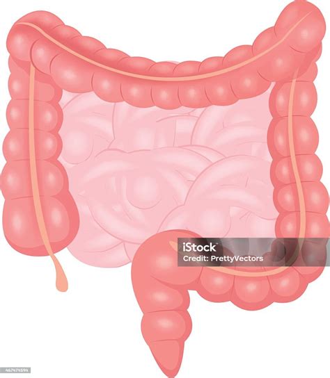 Ilustrasi Usus Vektor Ilustrasi Stok Unduh Gambar Sekarang Kecil