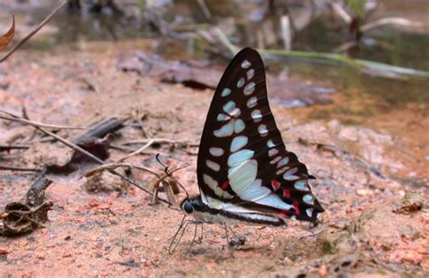 Graphium Eurypylus Mecisteus